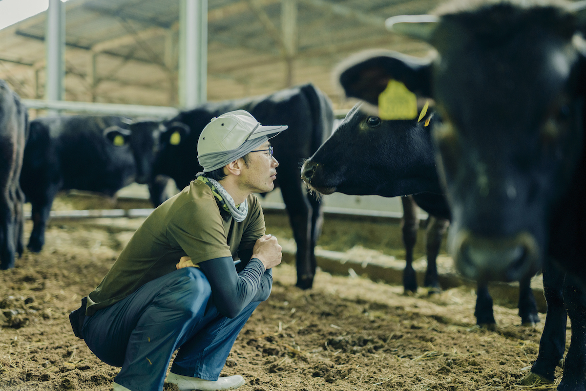 優しく牛を見つめる飼育員の写真