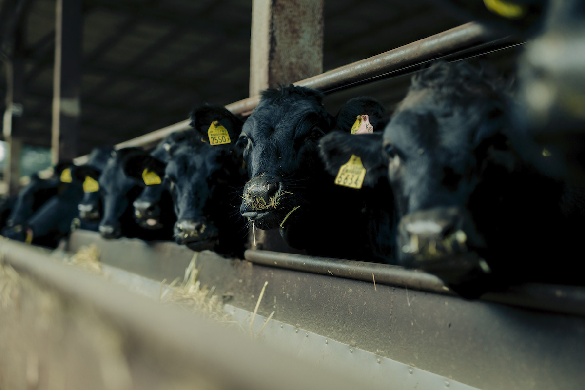 牛舎で過ごす牛たちの写真