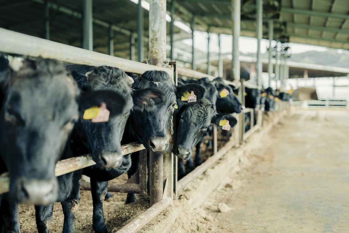 仕入れたばかりの子牛の写真