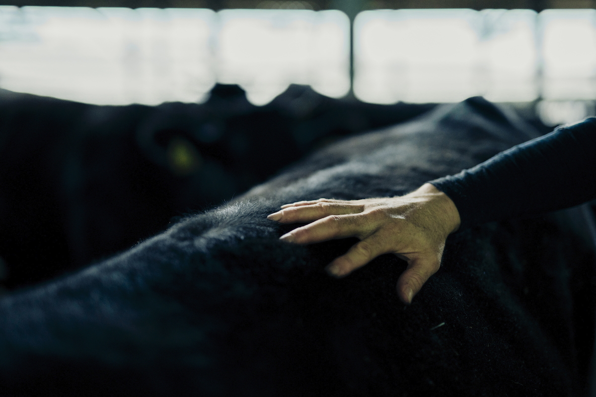 牛の背を撫でる飼育員の写真