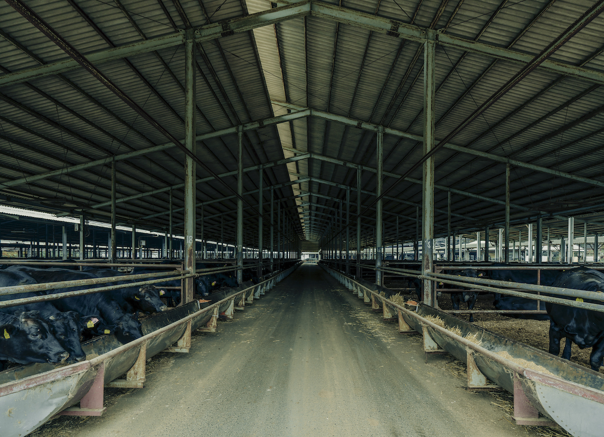 整理が行き届いた牛舎の写真