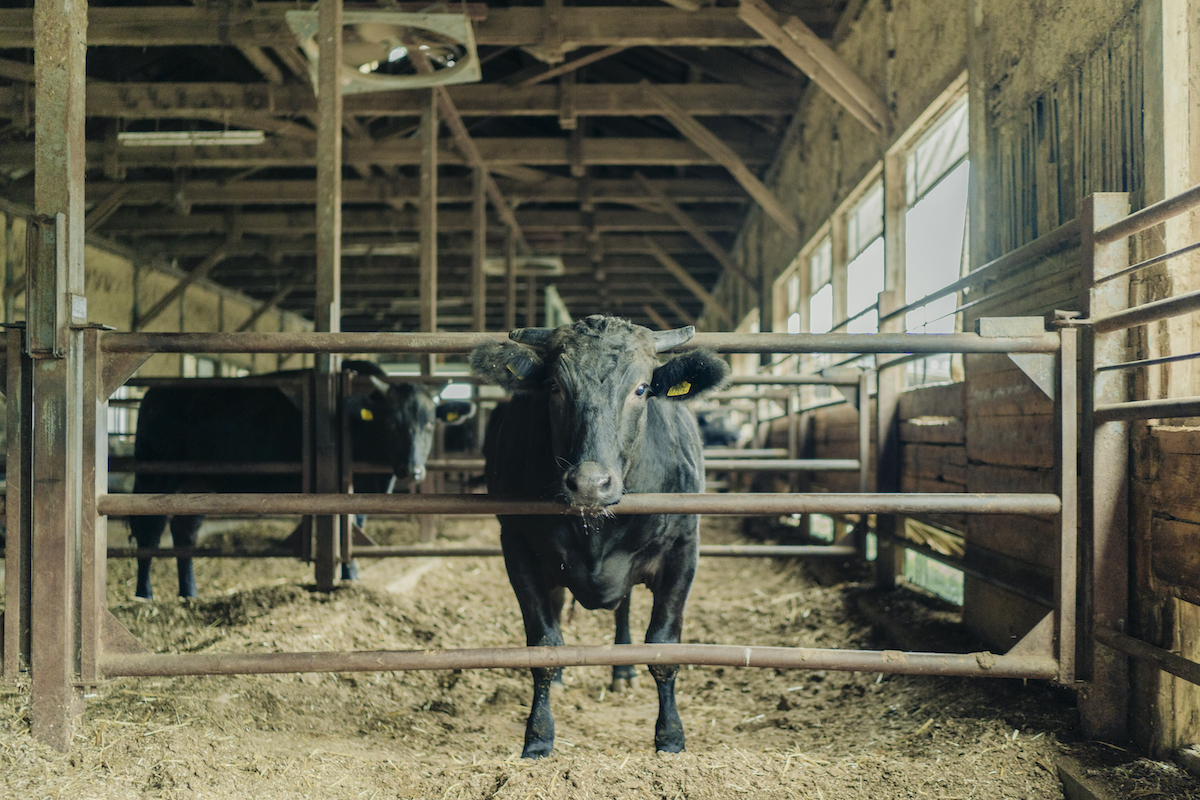 牛舎に佇む牛の写真