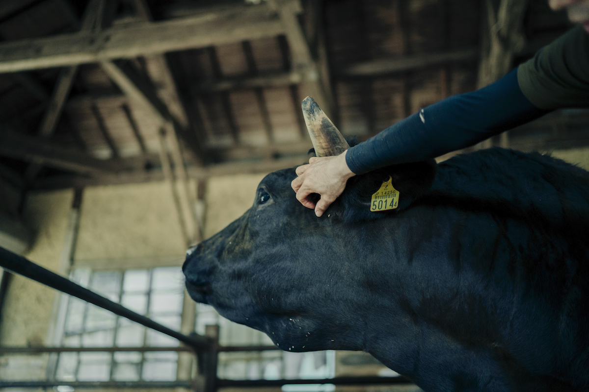 飼育員が牛を撫でている写真